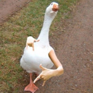 A Literal Duck