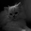 PERSIAN_PISHI