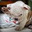 GeneRalBulldog