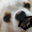 빅불였던 것