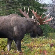 barefoot moose