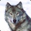GRAYWOLF