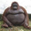 Very Obese Hairy Ape