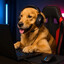 Dog(eh) ∑:3