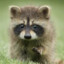 Raccoon