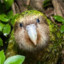 Kakapo