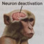 Neuron deactivate