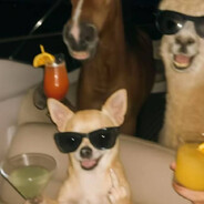 Аватар petkov392