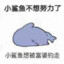 小鲨鱼不想努力