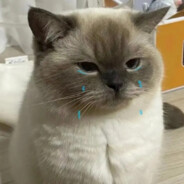 又冷又饿  饥寒交迫