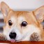 Corgi