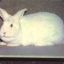 ♔White Rabbit