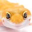 GeckoHasInsurance