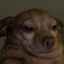 Doggo