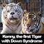 Kenny the tiger