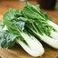 BokChoy