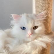 은제야은제오냐