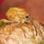 Resident Weevil Afterlife