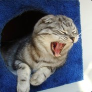 أريد أن أكل  لحم