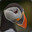 DepressedPuffin