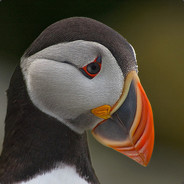DepressedPuffin