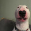 Walter el perro