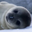 seaL