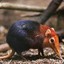 RedShrew