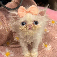 スパイダーリリー