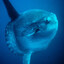 Loquacious Sunfish