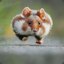 steroid_hamster