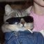 A Cat With Sunglasses