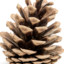 Pinecone