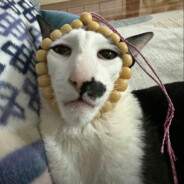 5A精神病院院长