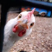 Chicken Dïck