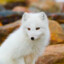 SnowFox