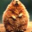 furry_groundhog