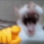 ⚡HAHAHA CAT⚡