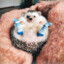 hedgehog