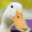 Duck | 9tix