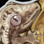 Gassypervert67