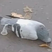 ВСТАВЛЯЛЫЧ