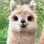 Llama