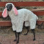 Sheep