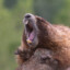 hideous marmot yelling