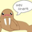 Walrus =(