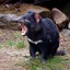 TASMANIAN DEVIL