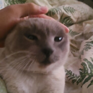stroy