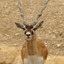 The unfriendly Blackbuck