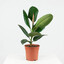 ficus